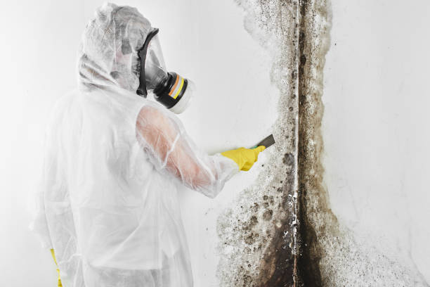 Best Mold Damage Repair  in Wilsons Mills, NC