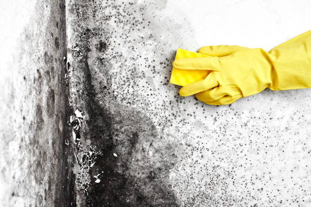 Reliable Wilsons Mills, NC Mold Removal Solutions