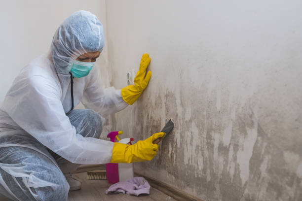 Best Mold Removal Process  in Wilsons Mills, NC