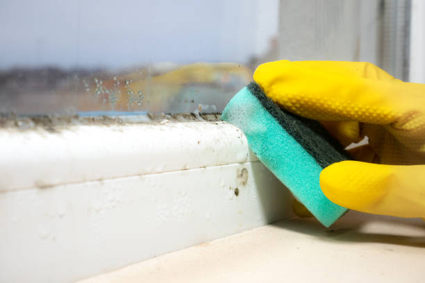 Best Toxic Mold Removal  in Wilsons Mills, NC