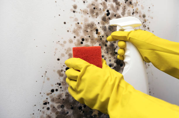 Best Best Mold Removal Companies  in Wilsons Mills, NC